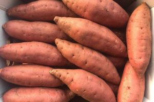 Egyptian-Sweet-Potato-GEO-FARMS-1-rotated